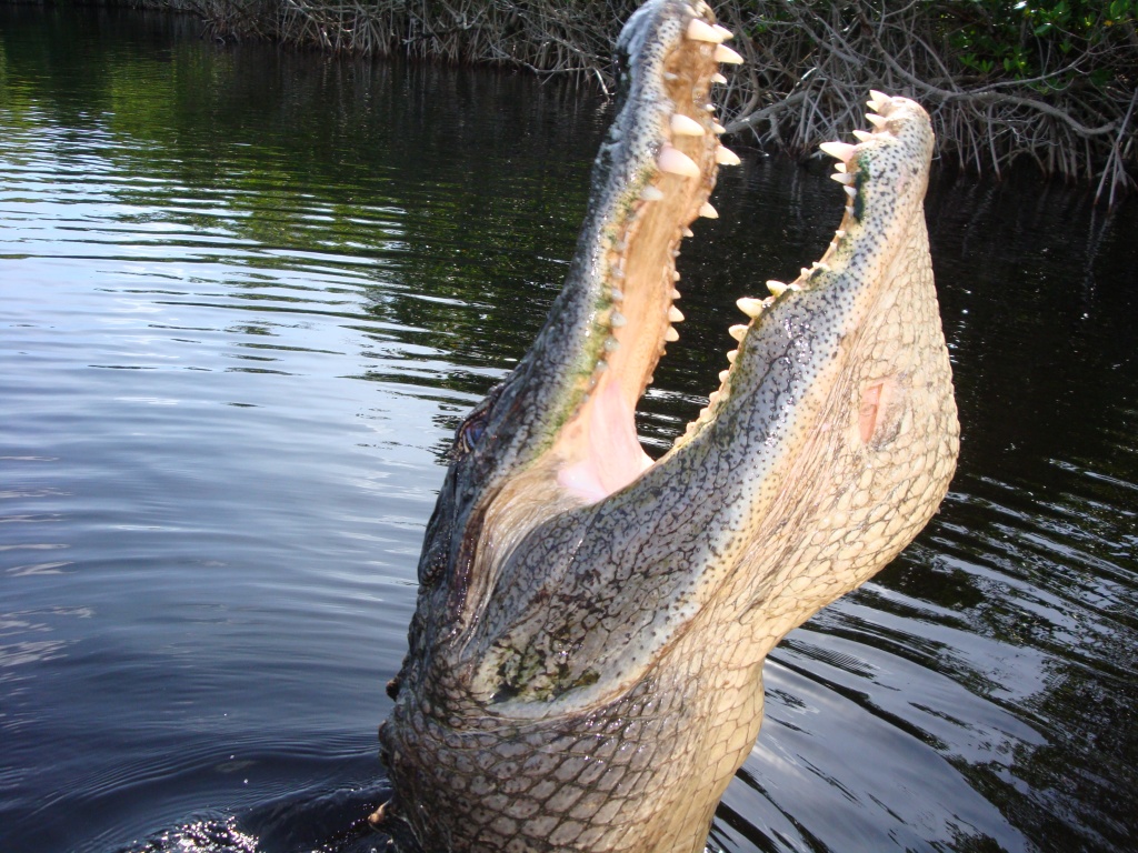 alligator tour boat