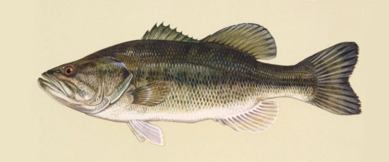 fishing planet everglades largemouth bass