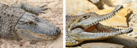 What's the Difference Between an Alligator and a Crocodile?