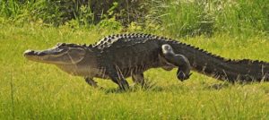 4 How Fast Can Alligators Run Captain Jack S Airboat Tours   4 575 4589710468 Be725d8f2a O Gator Walking Flickr User Andrea Westmoreland 300x134 