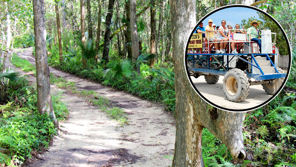 captain jack's swamp buggy tour