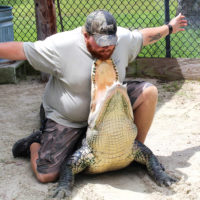 Live Alligator Show - Captain Jack’s Airboat Tours